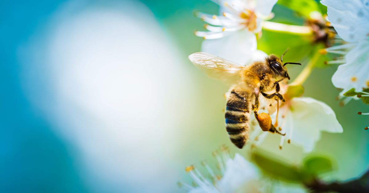 Bienen schützen im Garten Bergstraße – praktische Tipps