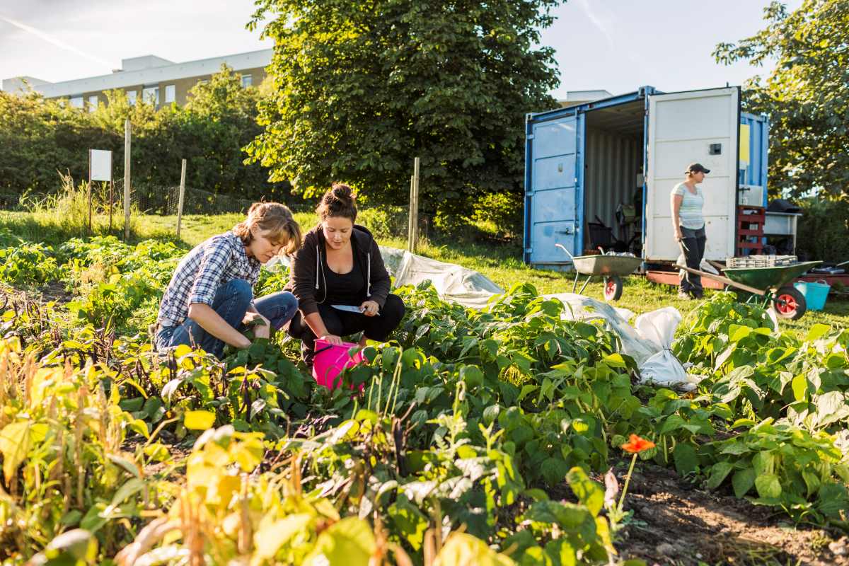 Gemeinschaftsgarten in der Bergstraße anlegen – Gemeinsam gä