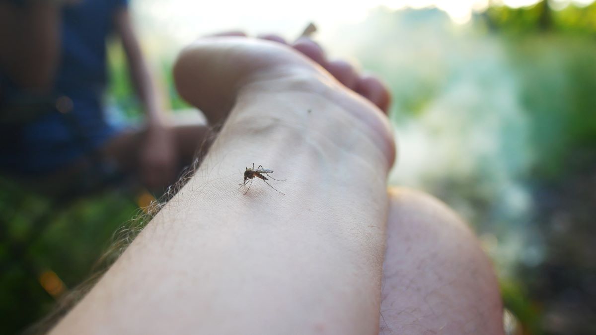 Insektenstiche in Bergstraße: Erste Hilfe, Hausmittel und No
