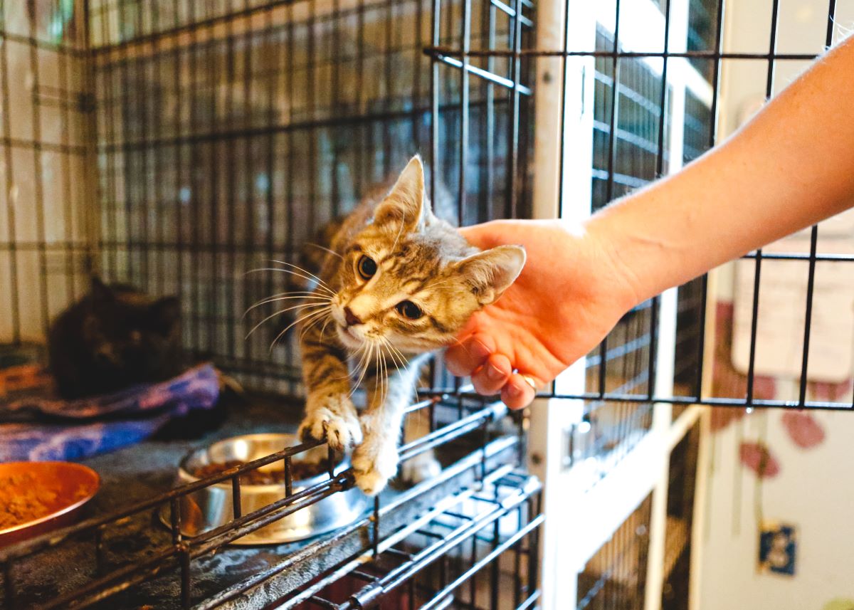 Katze mikrochippen in Bergstraße – Wichtig & Sicher