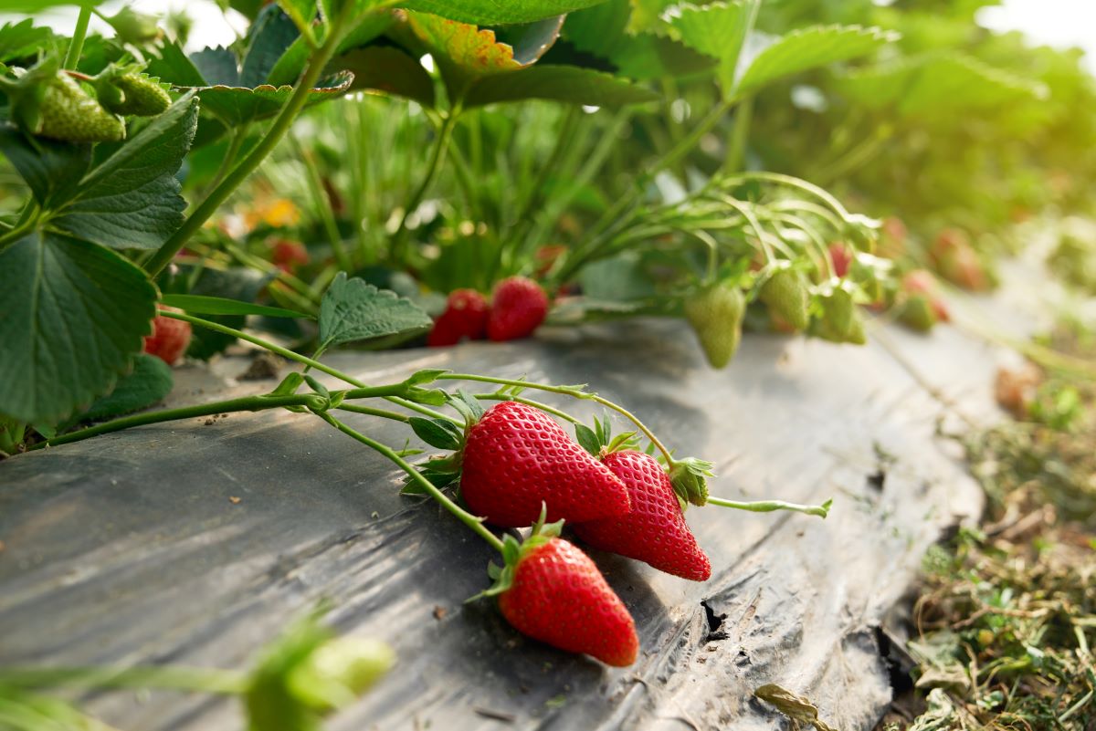 Selbsterntefelder in der Bergstraße – Frisches Obst und Gemü