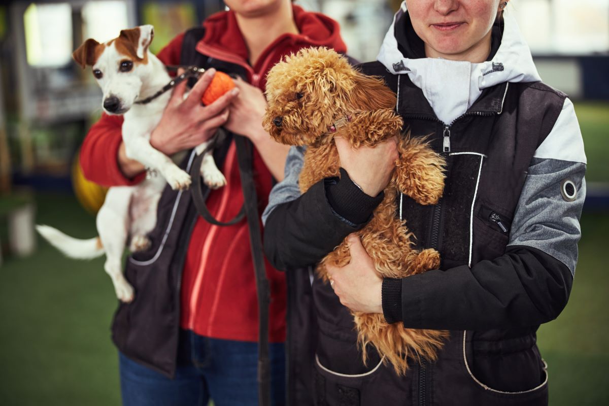 Tier adoptieren in Bergstraße – Tierheim statt Züchter